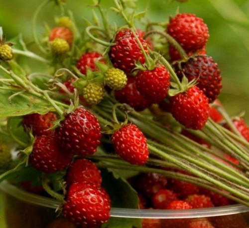 Strawberry Four Seasons 
